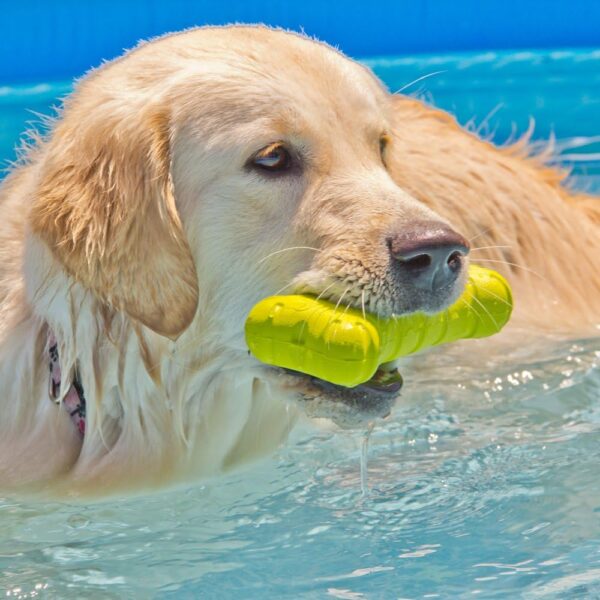 Hyper Pet Fetching Dog Toys - Throwing Bone Toy Made of EVA Foam - Lightweight & Floats on Water - Image 3